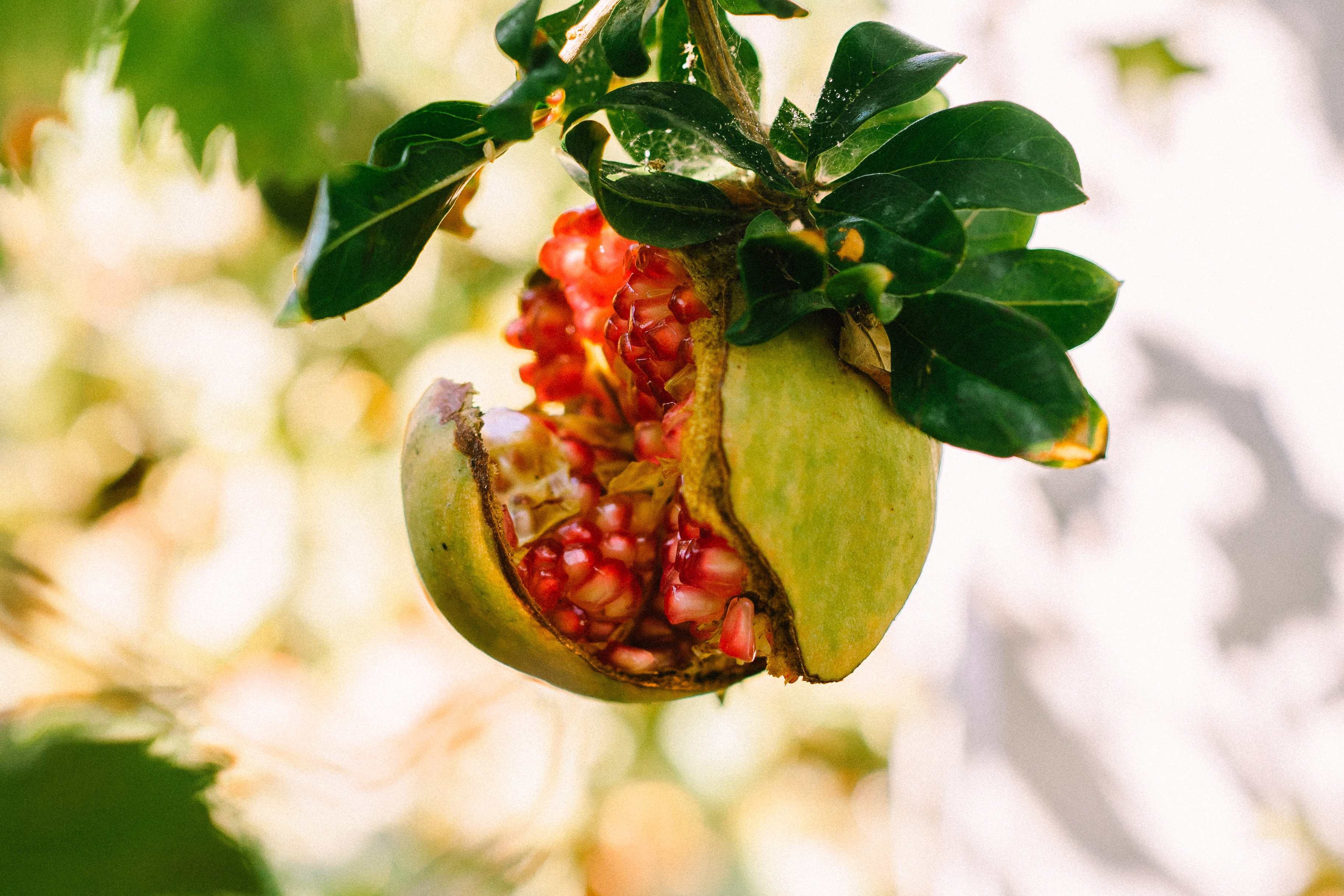 Open pomegranate on a bright branch
