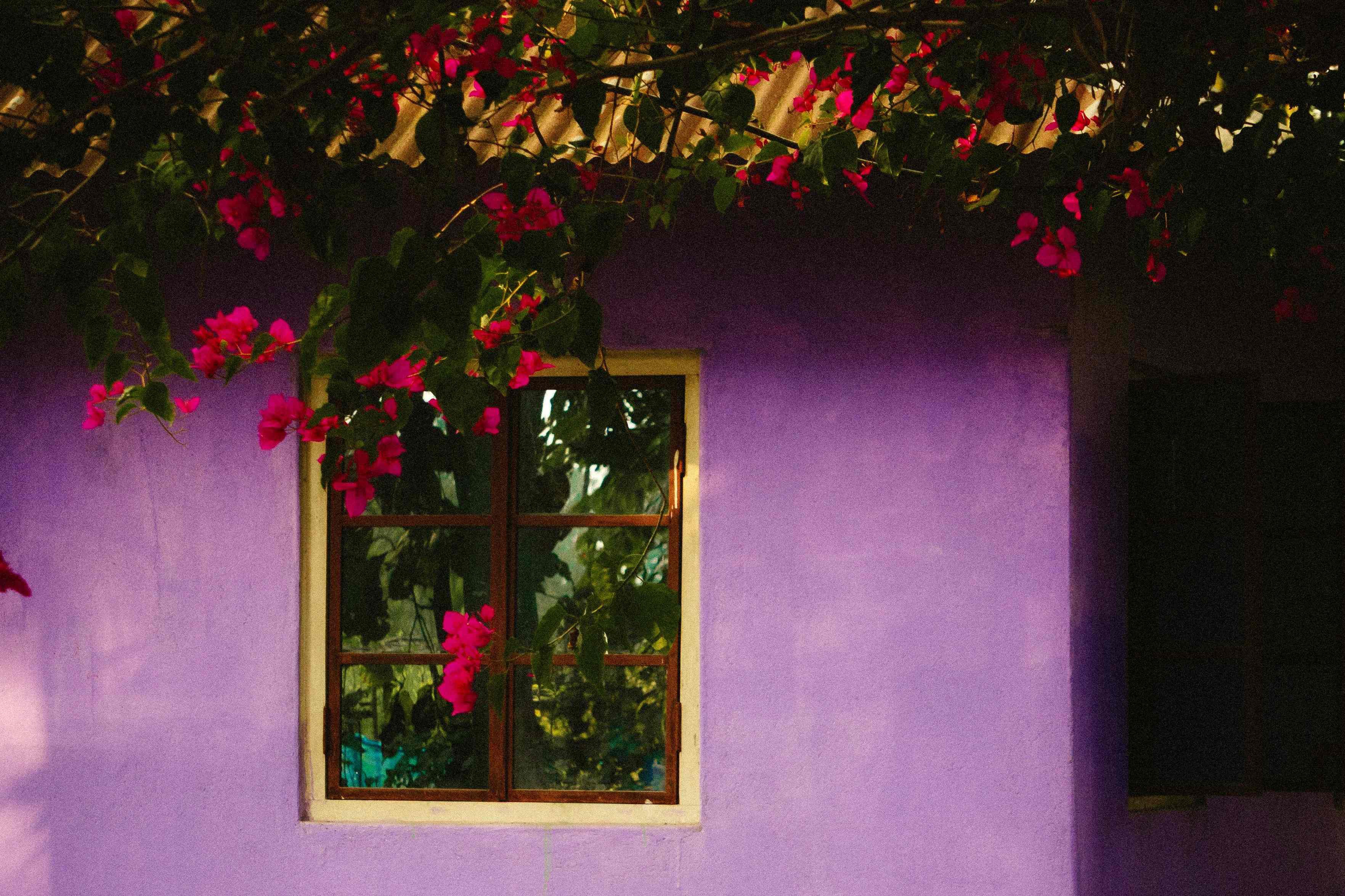 Purple wall with window and red flowers