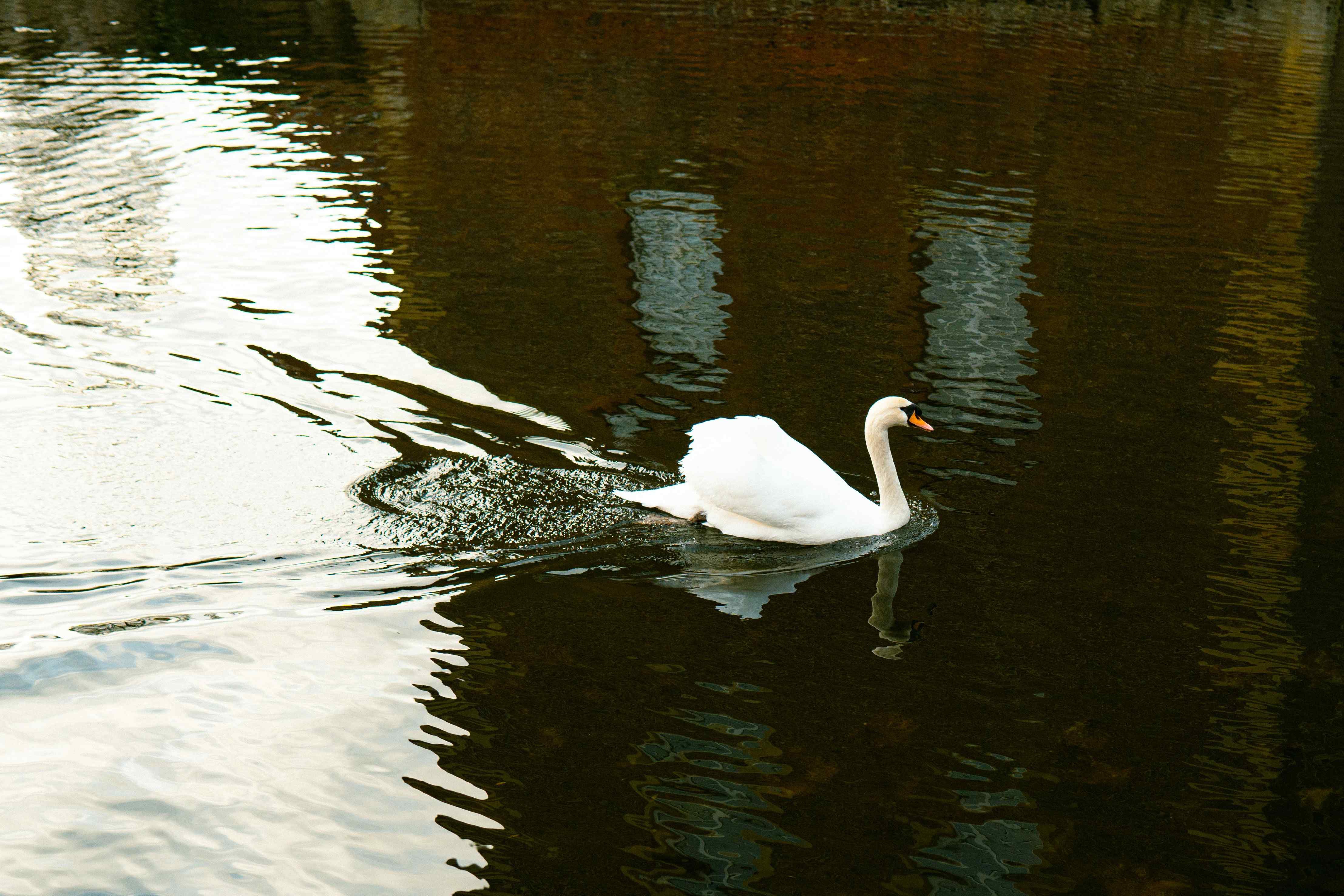White swan moving across reflective water